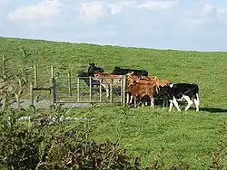 Cattle at Milltown