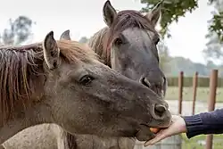Positive reinforcement: the horse receives a reward in the form of food immediately after exhibiting the desired behavior.