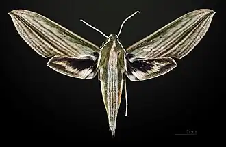 Male Cechenena lineosa