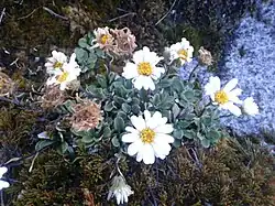 White flowers with grey green leaves behind them