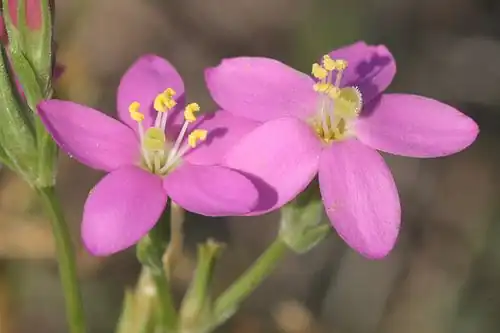 Seaside Centaury
