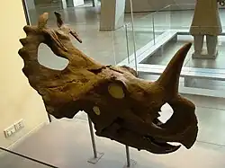 Centrosaurus skull