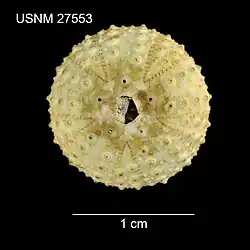 Centrostephanus asteriscus