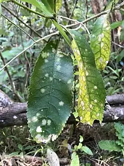 An image of three Mahoe leaves with yellow spots, which is the alga