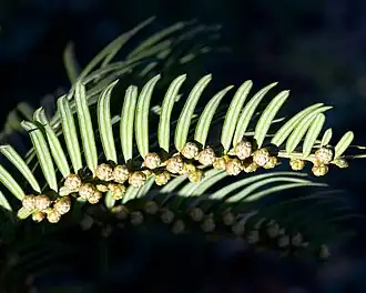 Underside of leaves, together with male cones
