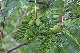 Fruit (female) and upperside of leaves