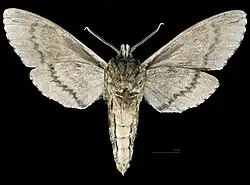 Ceratomia hageni ♂ △