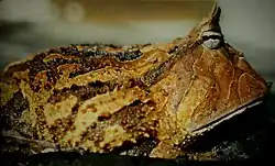 Ceratophrys cornuta Suriname