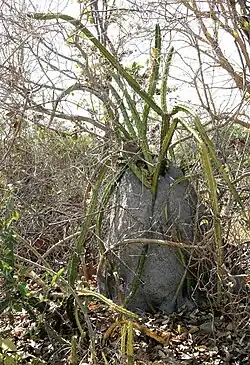 Cereus phatnospermus in habitat