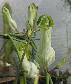Large white flowers on a thin green vine