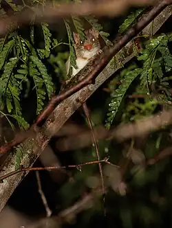 Photo of Cerrado Red-nosed Mouse (Wiedomys)