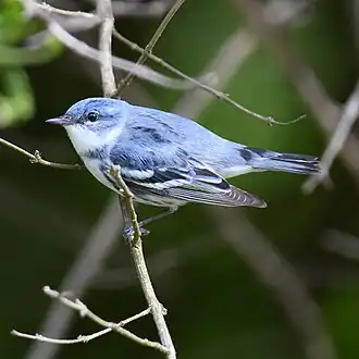 Cerulean warbler (Setophaga cerulea), named from its color