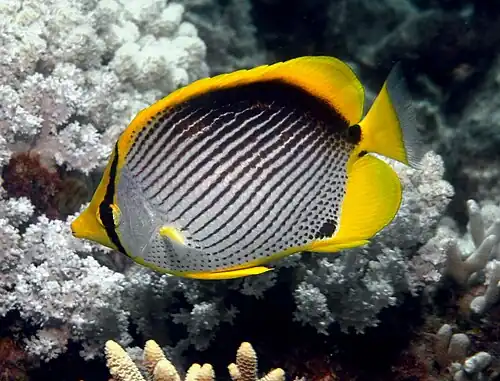 Blackback butterflyfish Chaetodon (Rabdophorus) melannotus