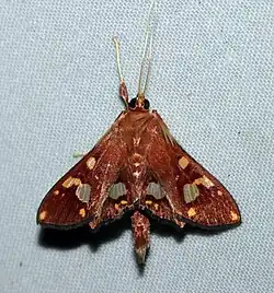 Chalcidoptera emissalis male