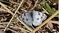 White checkered butterfly