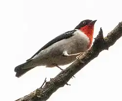 Photograph of a bird sitting on a twig