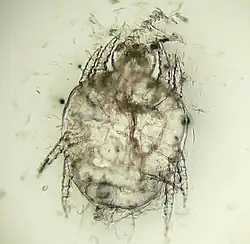 "Cheyletiella yasguri" (?) from a dog