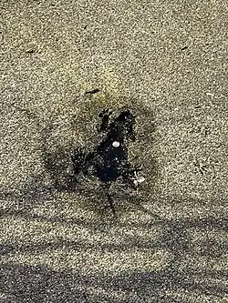 The hole on January 7, 2024, shortly after the photographer placed the first penny