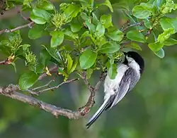 Chickadee, one of the many species in the area.