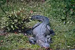 A Chinese alligator on the ground