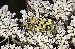 Chlorophorus varius. Mating