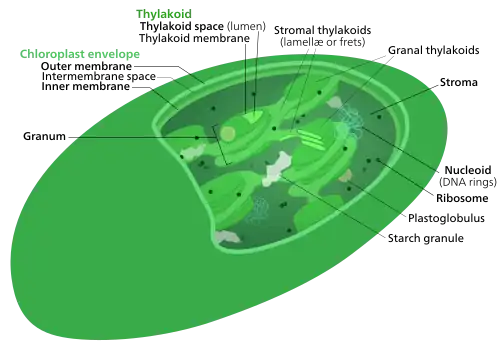 The internal structure of a chloroplast
