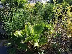 Vegetation over a channelized creek