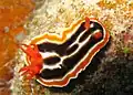 Chromodoris magnifica.
