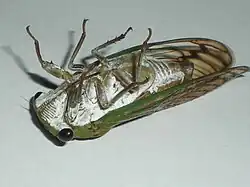 A cicada displaying ventral pruinescence