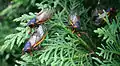 A group of Brood XIII Magicicada on a bush