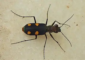 Cicindella bicolor