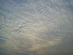 A A large field of cirrocumulus clouds in a blue sky, beginning to merge near the upper left.