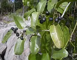 Part of a vine with oblong, shiny, leathery leaves and a cluster of globular black fruit with pale speckles