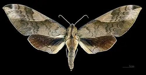 Female C. b. formosana