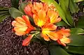 Clivia sp.