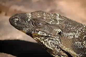 Healesville Sanctuary, Victoria, Australia