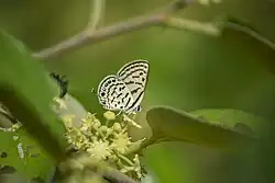 A color photograph of a white and black speckled butterfly landing on a small yellow buds on a tree branch. The butterfly is in focus and the background is blurred.