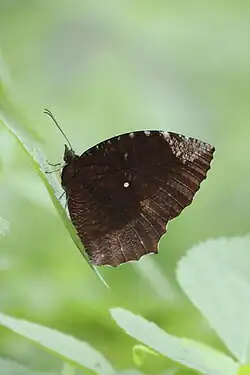 Ventral view