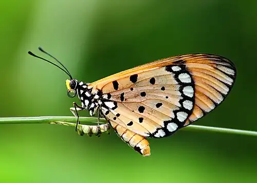 Ventral view