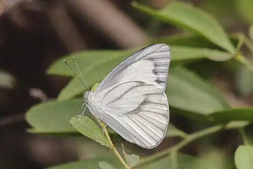 Ventral view