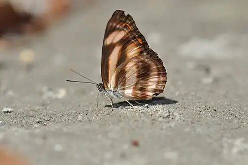 Ventral view