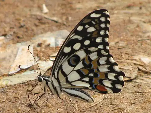 Ventral view