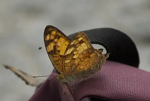 Ventral view
