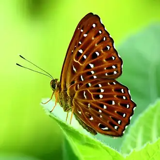 Ventral view