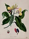 Clove tree (Syzygium aromaticum)