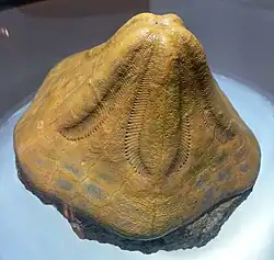 Clypeaster portentosus, Clypeasteroida, Miocene, c. 10 mya