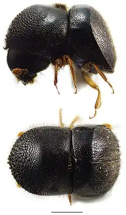 Cnestus mutilatus