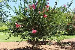 'Tuscarora' cultivar at the Coastal Georgia Botanical Gardens