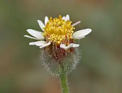 Flower in Hyderabad.