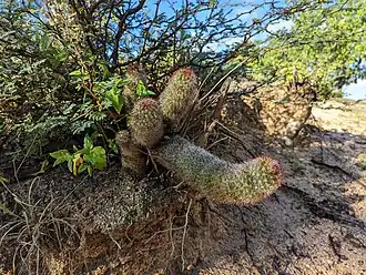 Habitat near Agua de San Antonio, Baja California Sur, Mexico